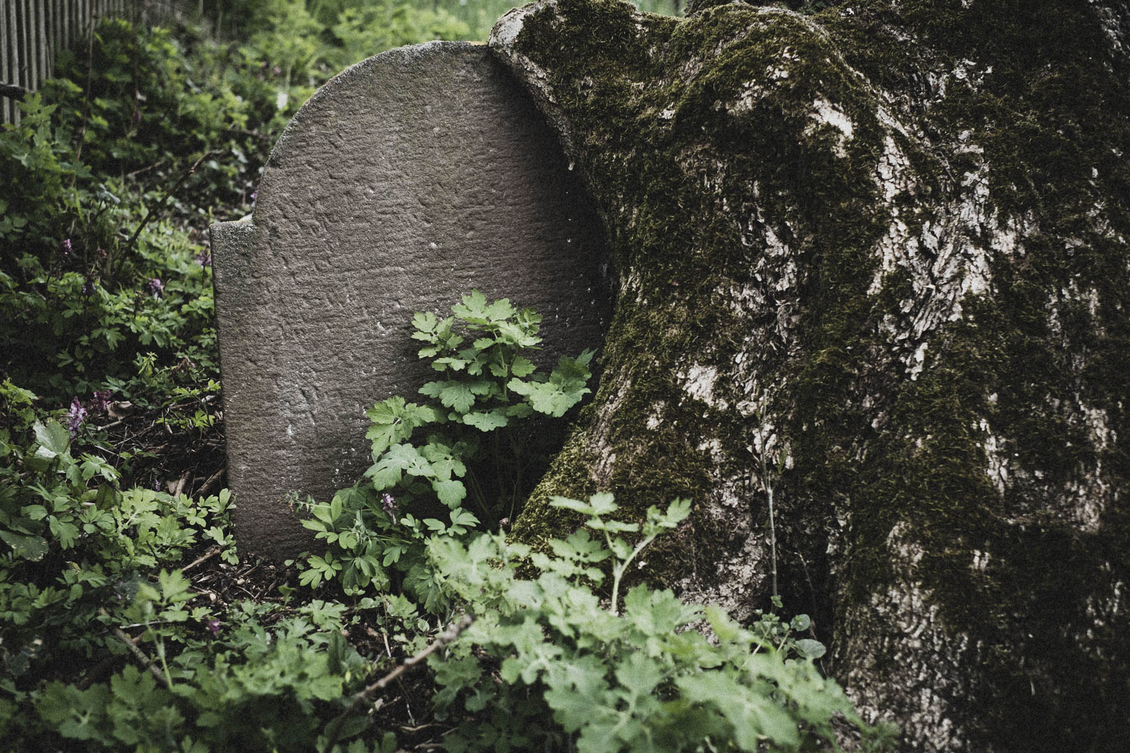 Borgholz, Jüdischer Friedhof